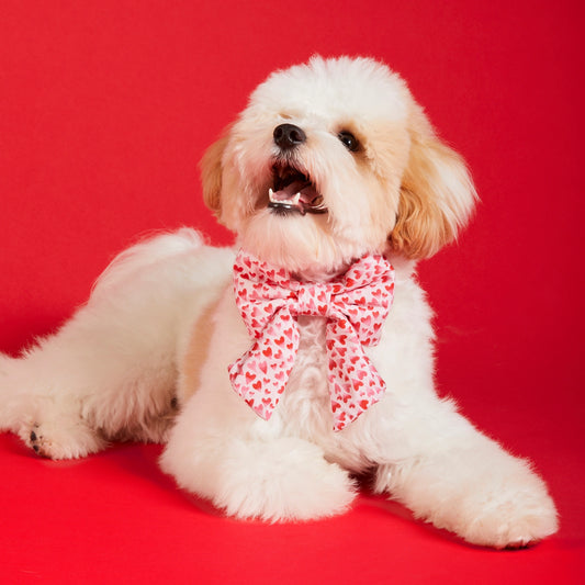 Heart Throb Valentine's Day Dog Bow